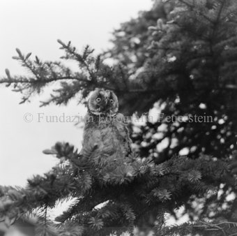 Album «Wild» Nr. 2, Serie: Waldohreule