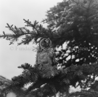 Waldohreule im Baum