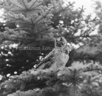 Album «Wild» Nr. 2, Serie: Waldohreule
