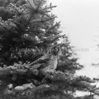 Album «Wild» Nr. 2, Serie: Waldohreule