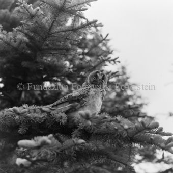 Album «Wild» Nr. 2, Serie: Waldohreule