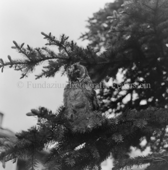 Album «Wild» Nr. 2, Serie: Waldohreule