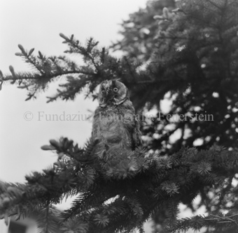 Album «Wild» Nr. 2, Serie: Waldohreule