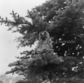 Album «Wild» Nr. 2, Serie: Waldohreule