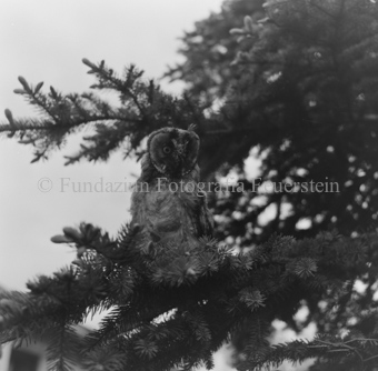 Waldohreule im Baum