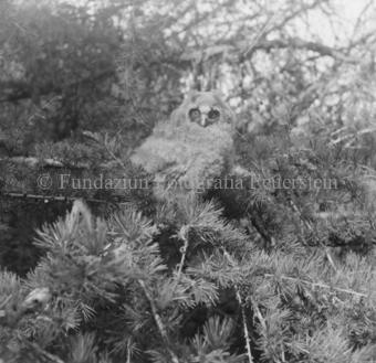 Album «Wild» Nr. 2, Serie: Waldohreule
