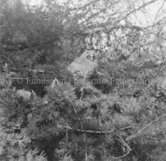 Album «Wild» Nr. 2, Serie: Waldohreule