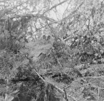 Album «Wild» Nr. 2, Serie: Waldohreule