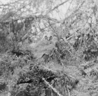 Album «Wild» Nr. 2, Serie: Waldohreule