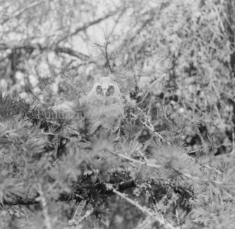 Album «Wild» Nr. 2, Serie: Waldohreule