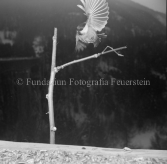 Vogel auf Ast