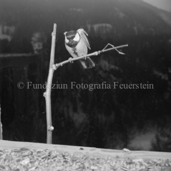 Album «Wild» Nr. 2, Serie: Vögel