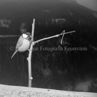 Album «Wild» Nr. 2, Serie: Vögel
