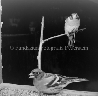 Vogel auf Ast 