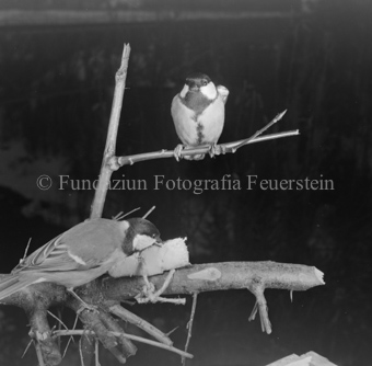 Album «Wild» Nr. 2, Serie: Vögel