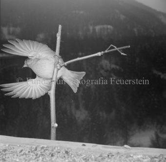 Vogel auf Ast 