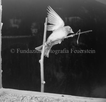 Album «Wild» Nr. 2, Serie: Vögel