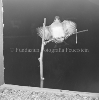 Vogel auf Ast 