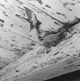 Vogelnest