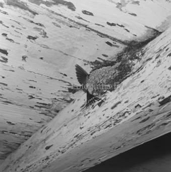 Album «Wild» Nr. 2, Serie: Vögel