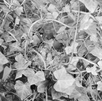 Album «Wild» Nr. 2, Serie: Vögel