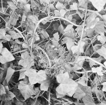 Vogelnest