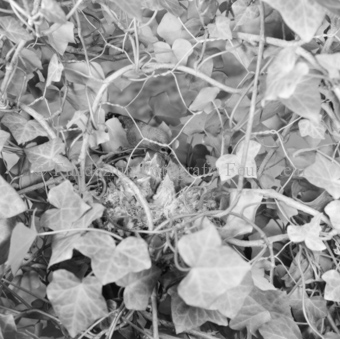 Album «Wild» Nr. 2, Serie: Vögel