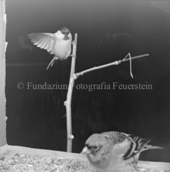 Vogel auf Ast