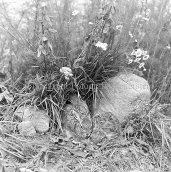 Hasenfamilie zwischen Blumen