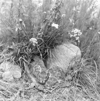 Hasenfamilie zwischen Blumen