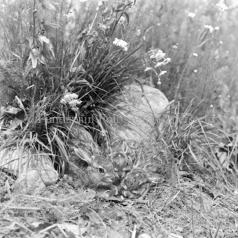 Album «Wild» Nr. 2, Serie: Hasen