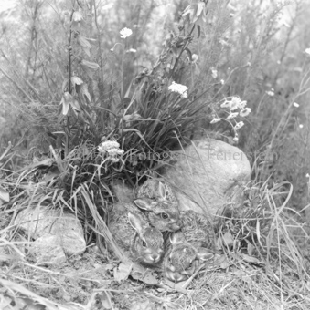 Hasenfamilie zwischen Blumen