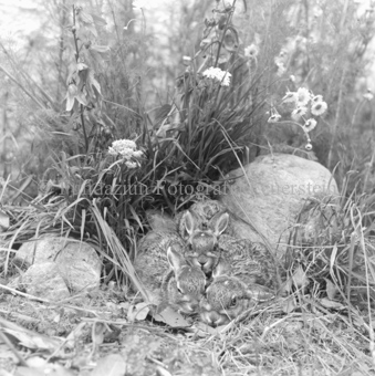 Album «Wild» Nr. 2, Serie: Hasen