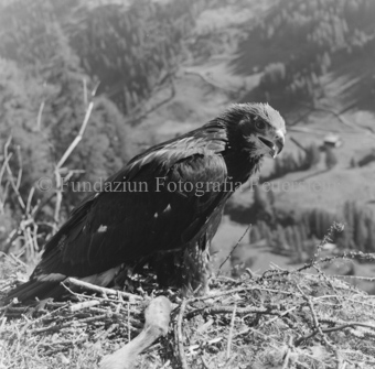 Album «Wild» Nr. 2, Serie: Adler