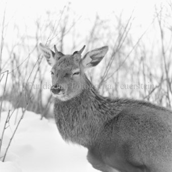 Hirsch