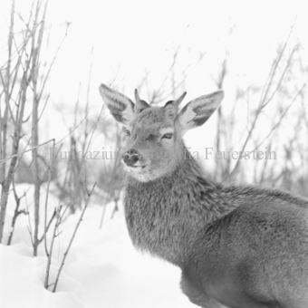 Hirsch