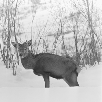 Hirsch