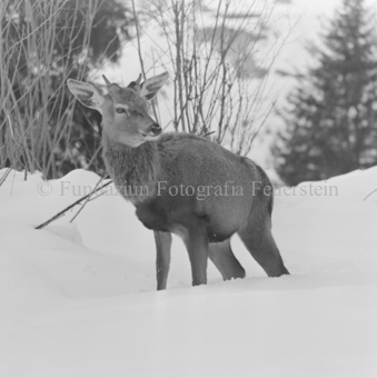 Album «Wild» Nr. 2, Serie: Wild in Not