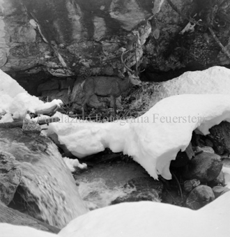 Album «Wild» Nr. 2, Serie: Wild in Not