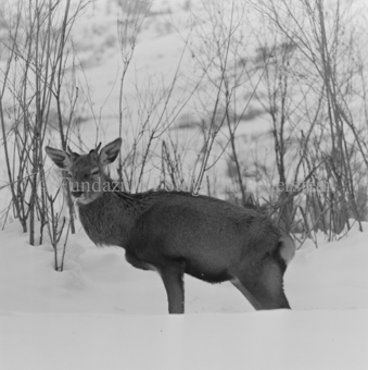 Hirsch im Schnee