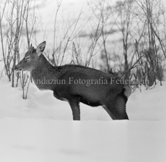 Album «Wild» Nr. 2, Serie: Wild in Not