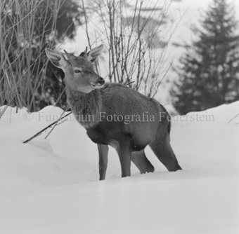 Album «Wild» Nr. 2, Serie: Wild in Not