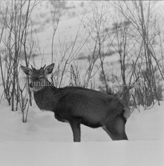 Album «Wild» Nr. 2, Serie: Wild in Not
