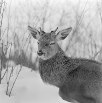 Album «Wild» Nr. 2, Serie: Wild in Not