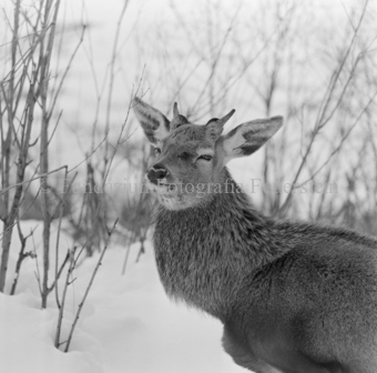 Album «Wild» Nr. 2, Serie: Wild in Not