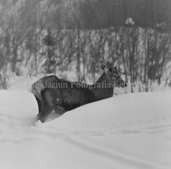 Album «Wild» Nr. 2, Serie: Wild in Not