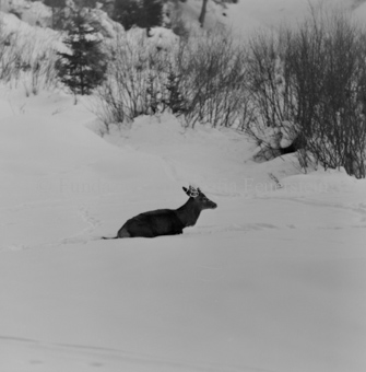 Album «Wild» Nr. 2, Serie: Wild in Not