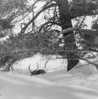 Album «Wild» Nr. 2, Serie: Wild in Not