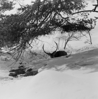 Album «Wild» Nr. 2, Serie: Wild in Not
