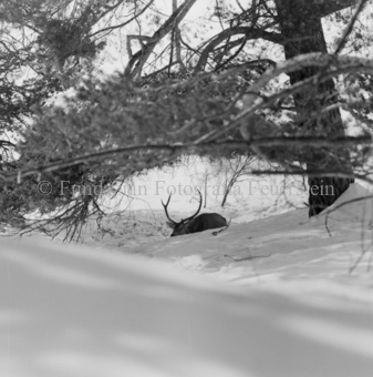 Album «Wild» Nr. 2, Serie: Wild in Not